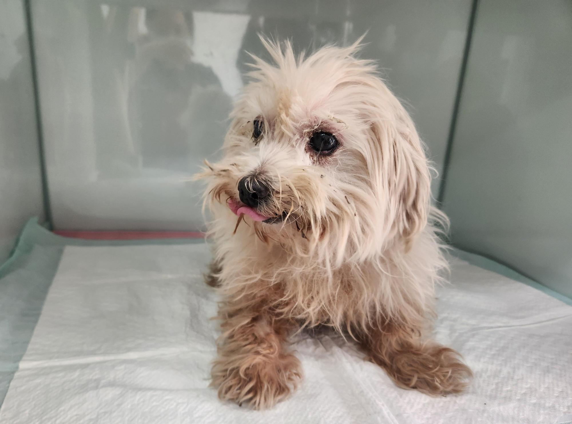 종료(기증) 말티즈…